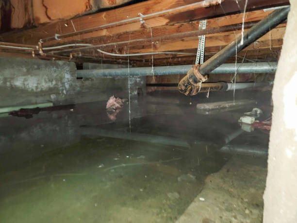 Best Mold removal after water damage  in Duncanville, TX